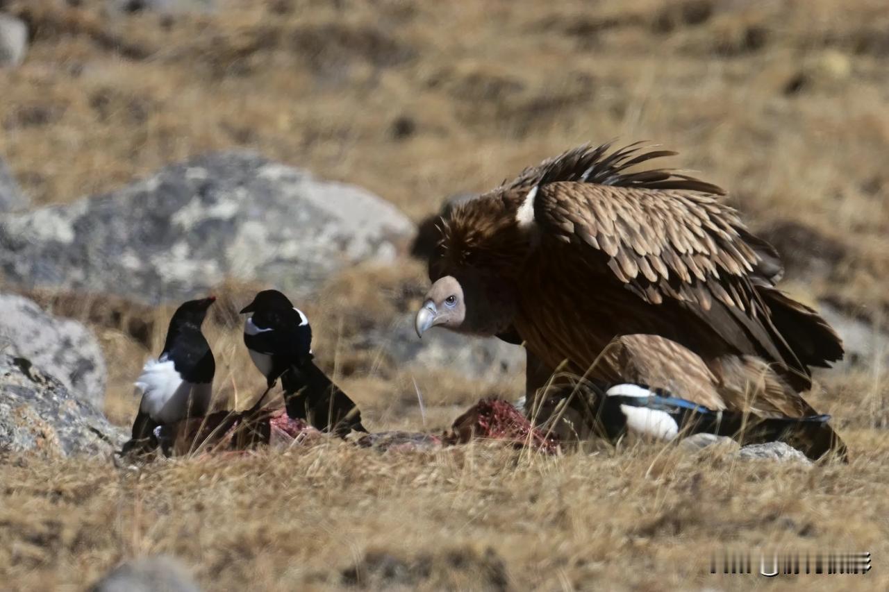 群鸦飞过野径，一秃鹫守空谷。