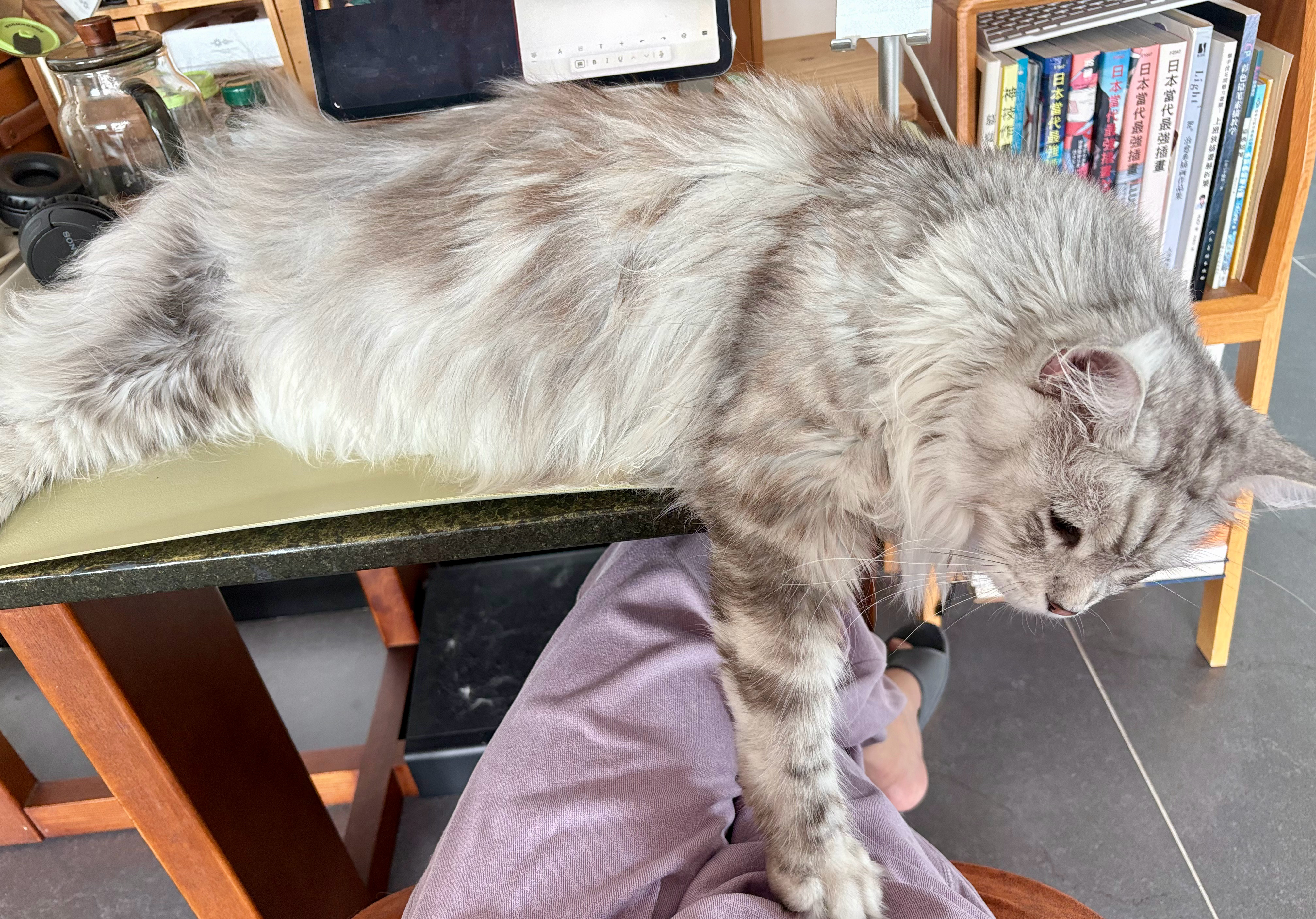 这猫捣乱的惯犯，我昨天写了2000字，今天的计划最少三千字。 