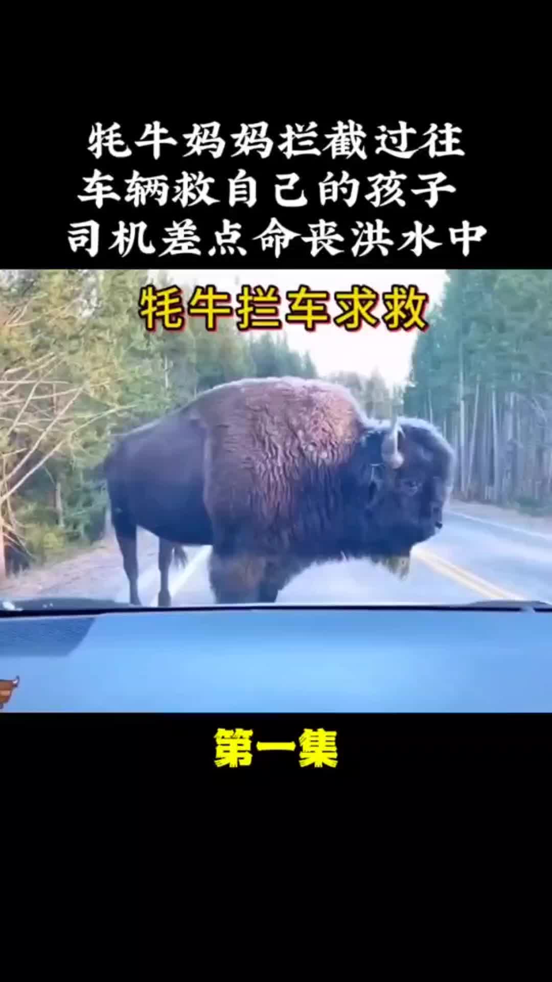 动物解说 动物世界 动物的迷惑行为 野生动物零距离 万物皆有灵性