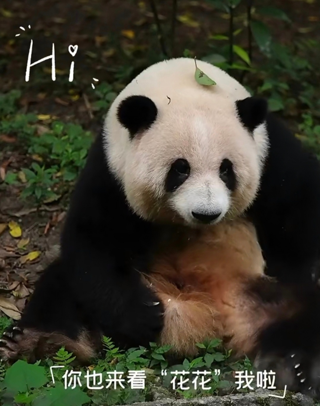 头顶小叶子的花花，萌爆了～ 