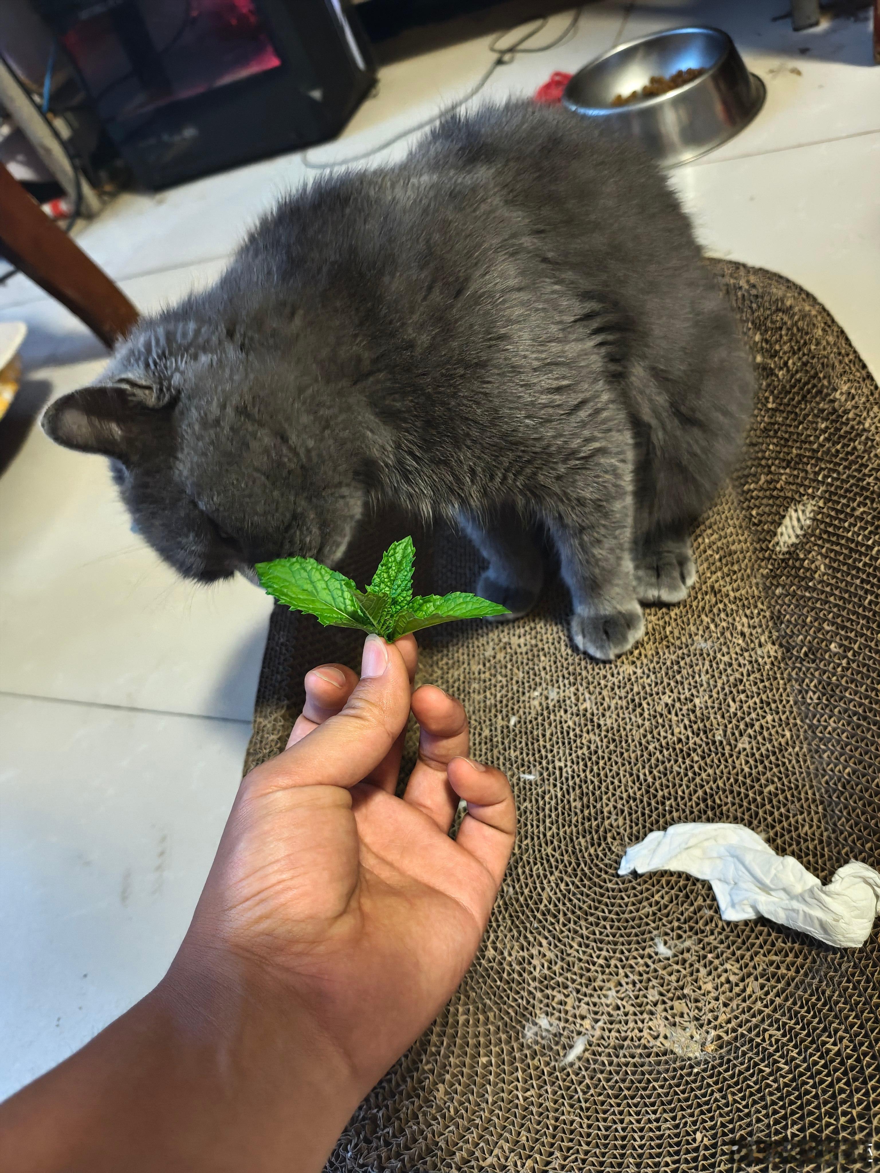 小猫咪为啥不喜欢薄荷，猫咪对猫薄荷不应该很上头吗？难道我家的蓝猫不喜欢薄荷吗吗？