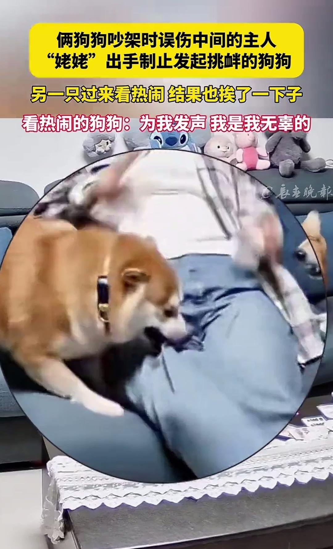 两狗吵架，女子无辜遭殃。其中一只狗吵不过，直接朝着站在中间的女子腿部咬了一口。旁