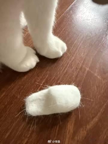 一下子跟掉毛的小猫和解了 看到大家把积攒的猫毛手工做成生活用品，想法特别巧妙，既