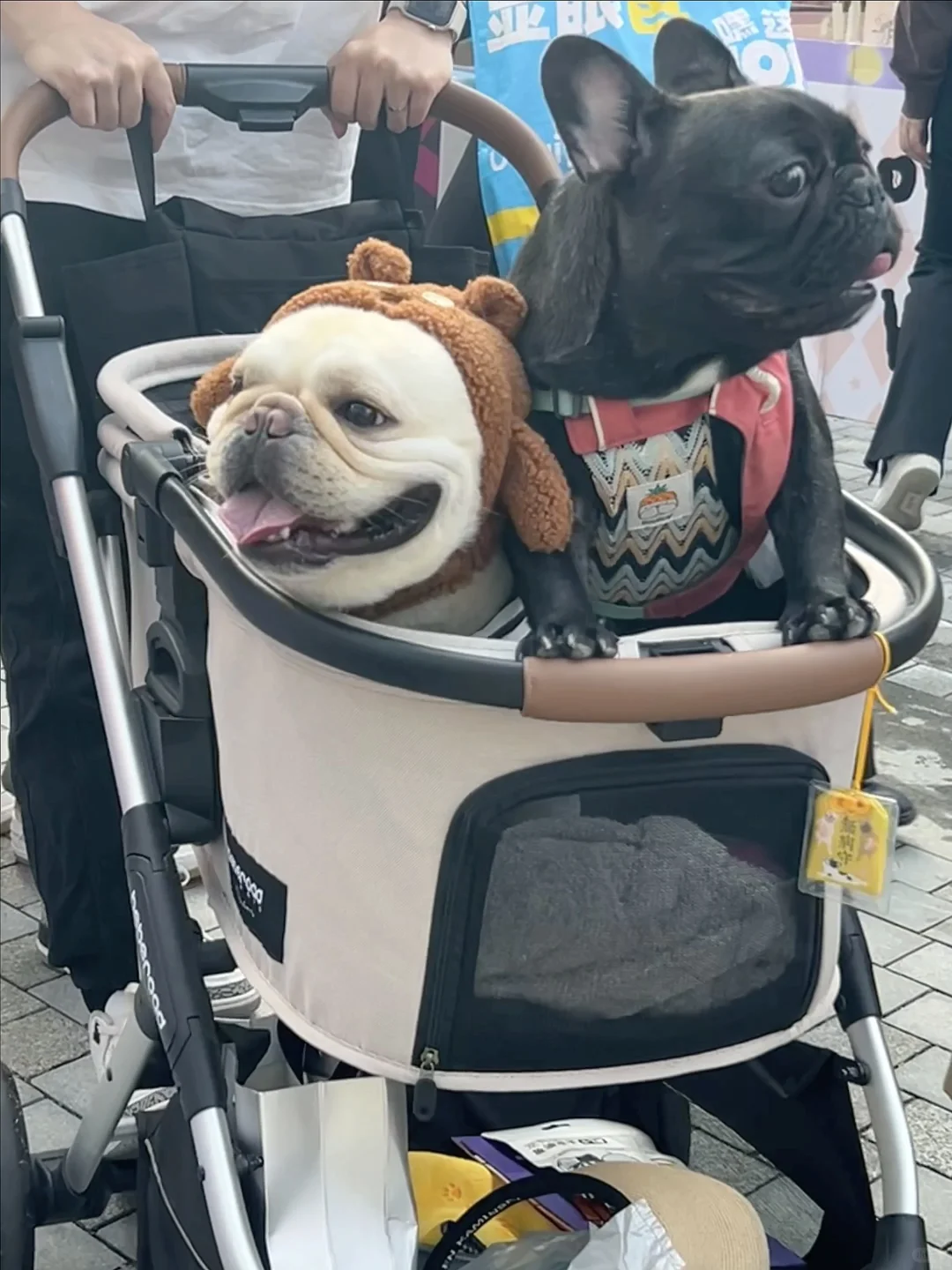 拜托！这谁家狗啊…