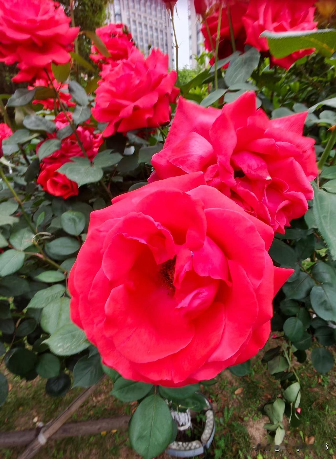 月季花
轻雷苏嫩萼，晓露缀轻红。
香细穿幽巷，枝柔傍墙东。
凝脂匀宿雨，舞袖逐春
