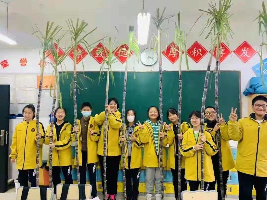 蔗不仅可榨糖，也可拿来发奖。
期中试奖品——2米多长的整条蔗！
优秀奖、进步奖的