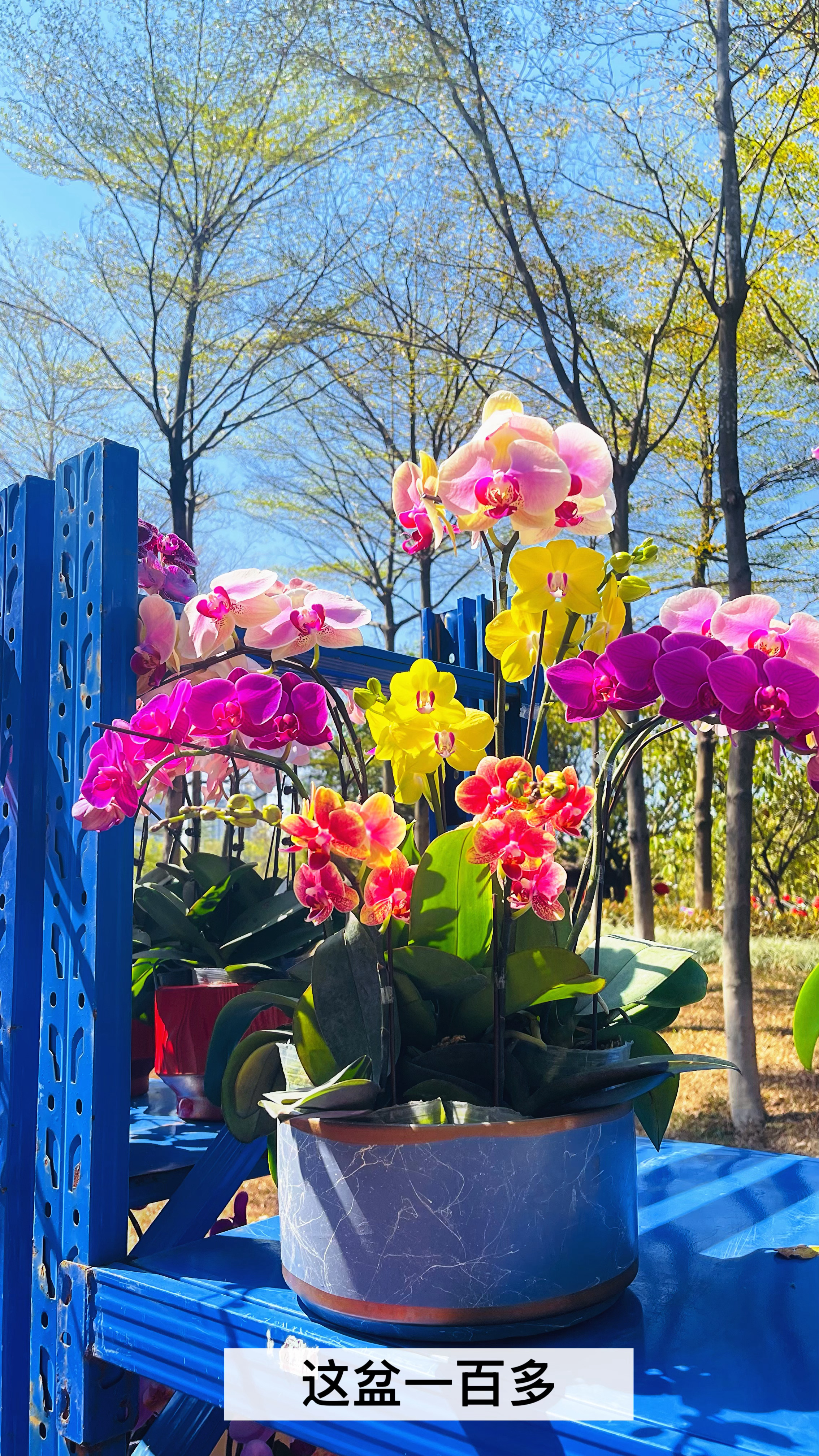 带大家逛逛广州的春节花市，感受一下广州人的过年🧨气息！大家情人节 快乐啊！🌸