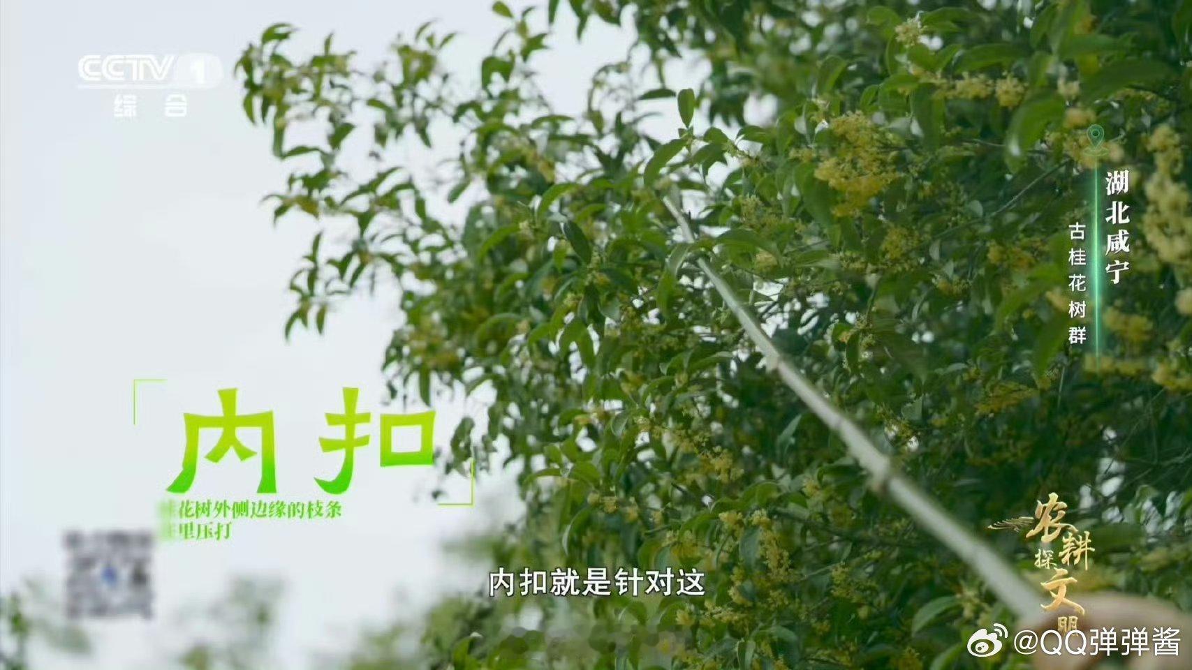 真的看到了桂花雨隔着屏幕已经闻到桂花香了桂花桂花，越打越发，满屏桂花香 致敬匠心