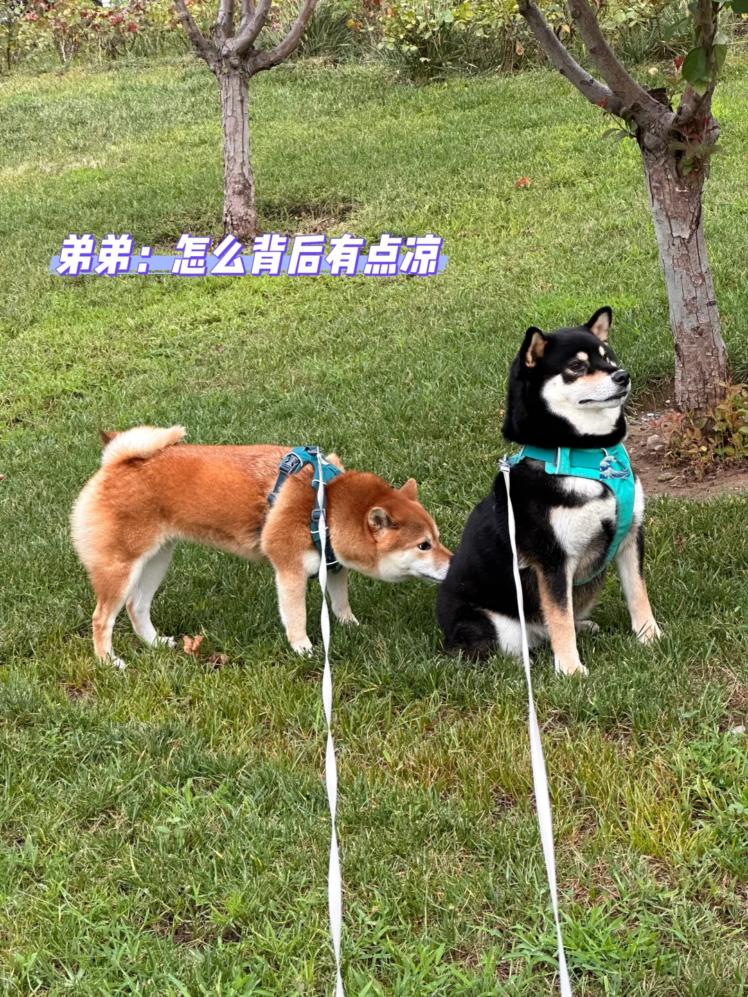 当事狗：看热闹呢，突然感觉背后一凉