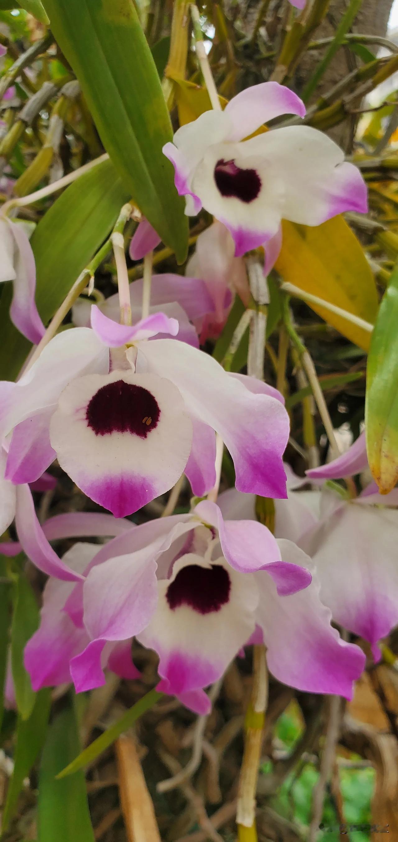 石斛兰开，满目皆是春日好光景！
       春日里的石斛兰，是藏在枝叶间的惊艳