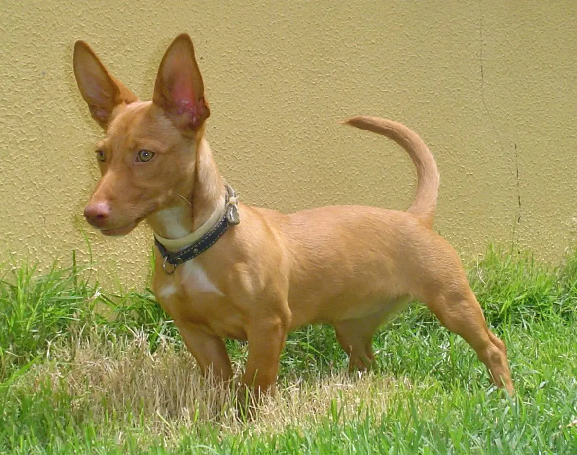 西班牙猎犬三种不同尺寸，其中一种。波登科猎兔犬