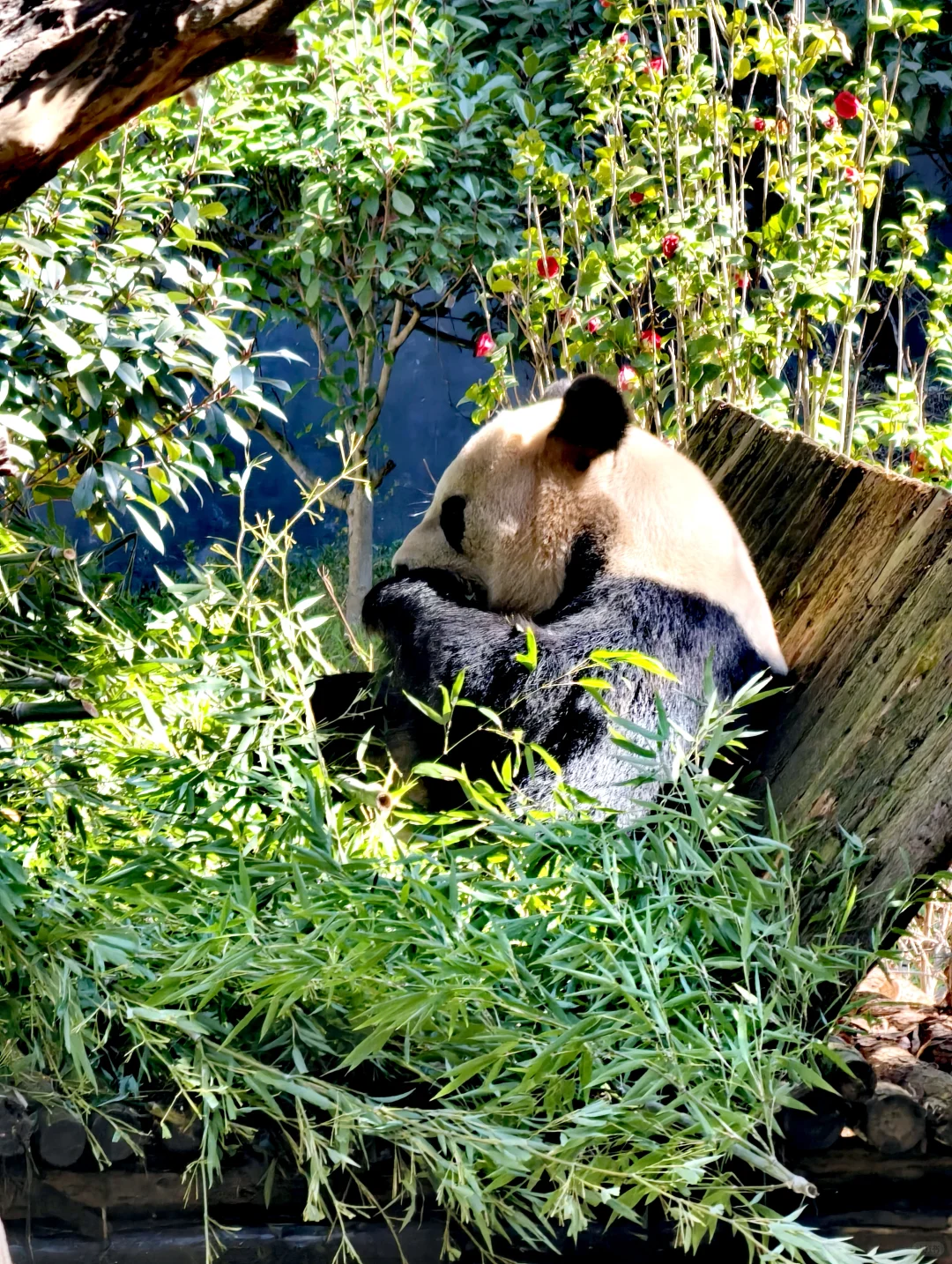 就说遛娃去哪里？云南野生动物园！