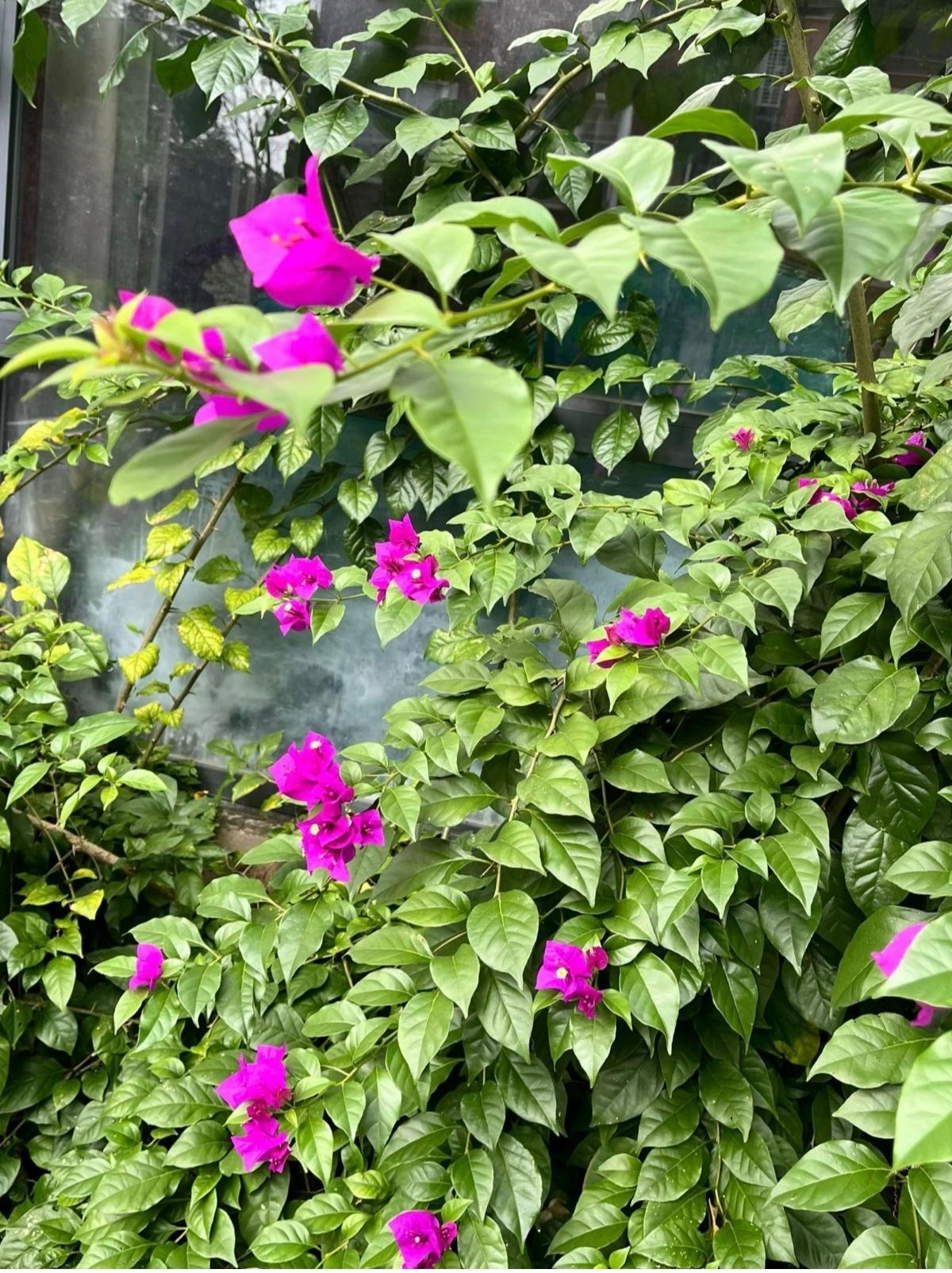 我家阳台种了一株三角梅，我以前只知道它叫叶子花，因为它远看红红的花，近看却是一片