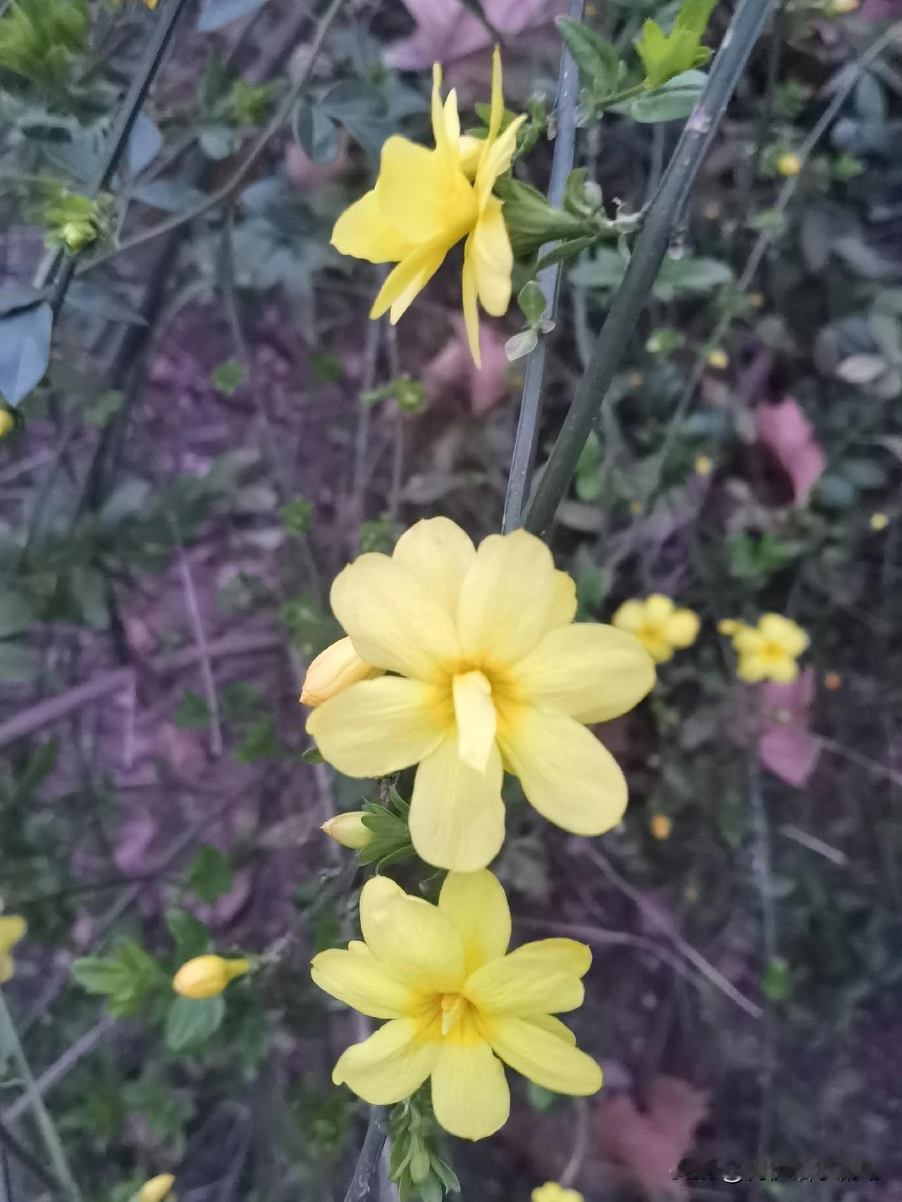 今天跟大家分享我随手拍的路边迎春花照片。
那小小的花朵金黄灿烂，像金子般闪亮，美