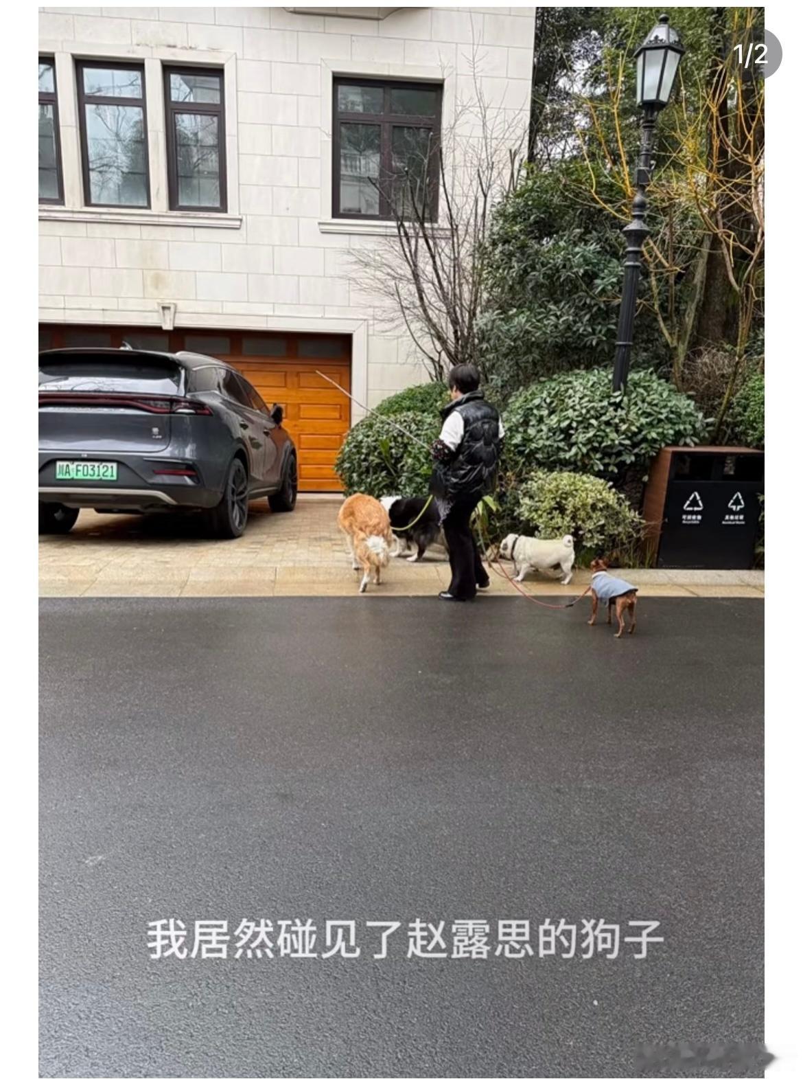 路人偶遇赵露思的狗狗 路人偶遇赵露思的狗狗哈哈哈好多只 赵露思[超话]  