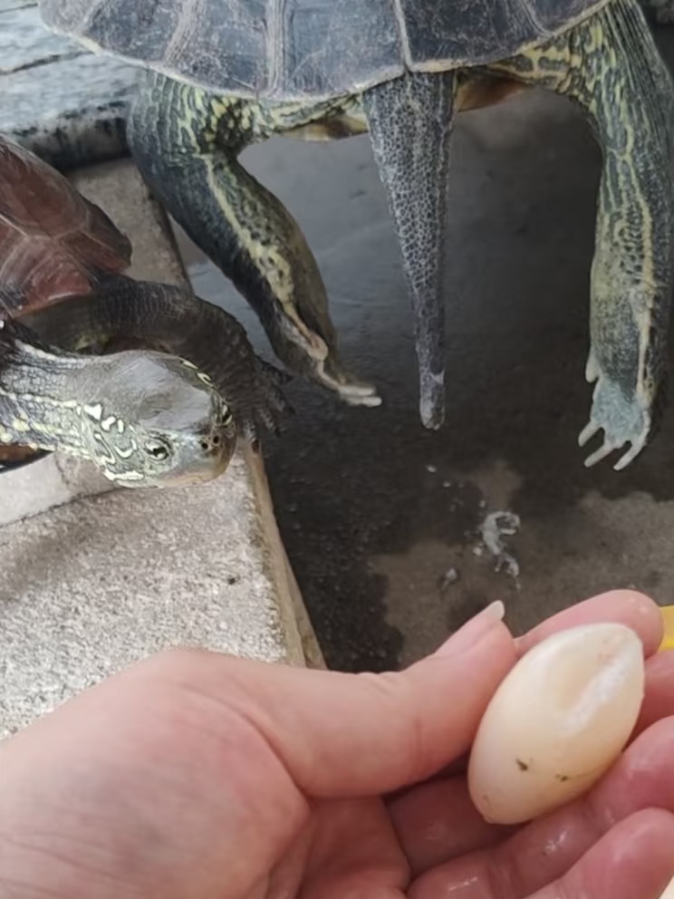 自带喜感的龟🐢