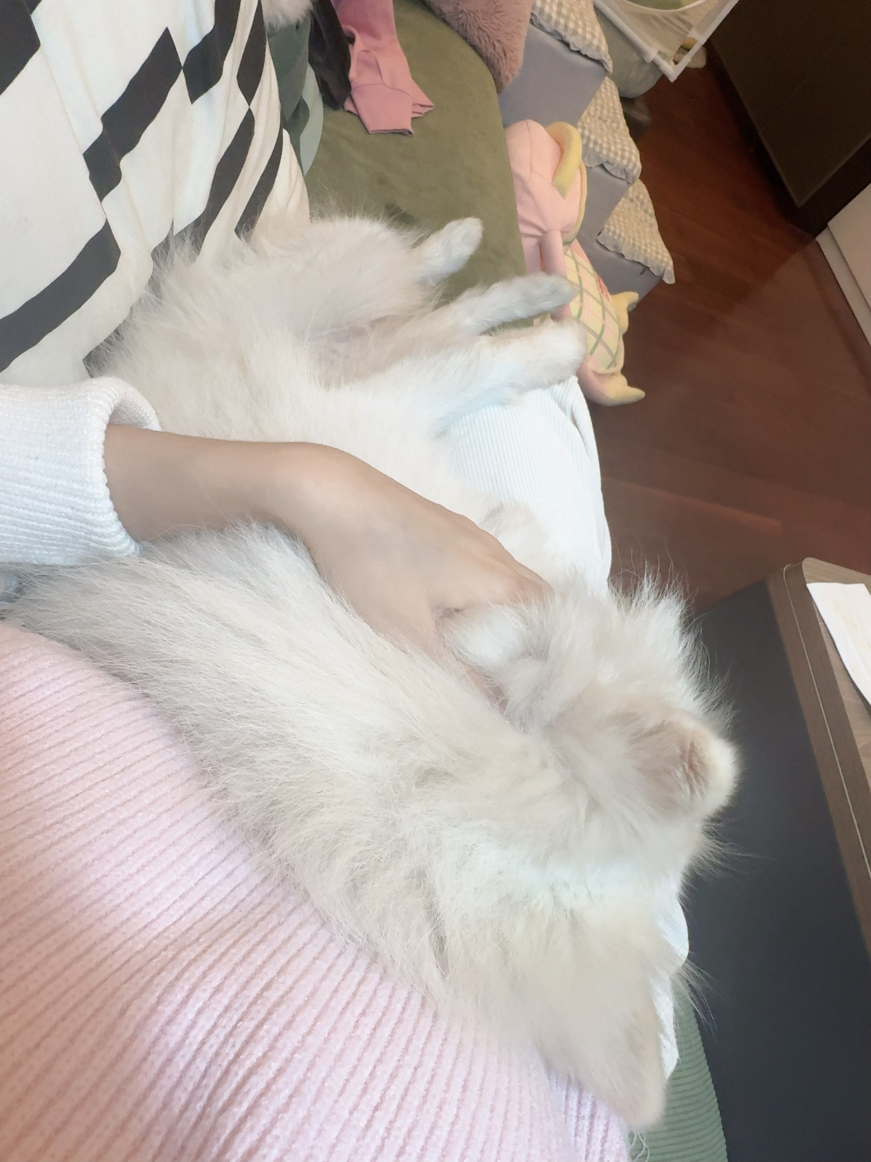 当小狗睡觉时被主人摸了一下头摸摸小狗头，万事不用愁 
