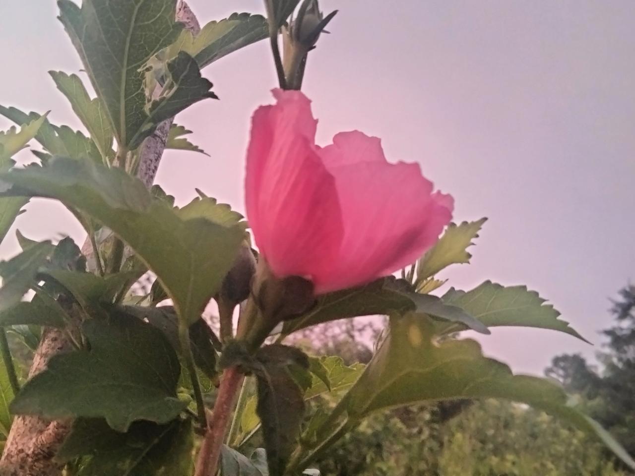 分享一下你拍的花木槿花。
