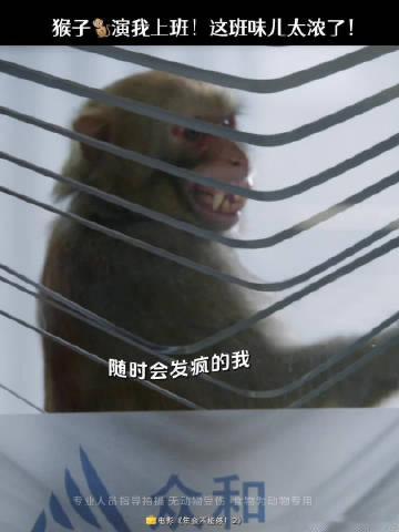 没有动物受到伤害除了猴子的心没想到猴子打工起来都很专业剧组全员都被小猴可爱拿捏，