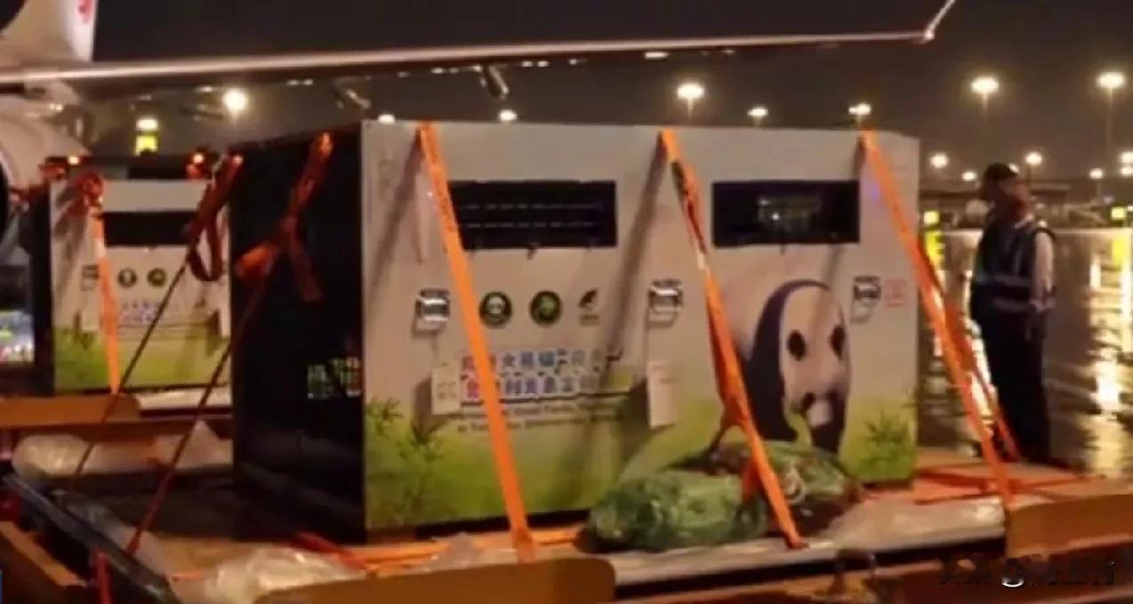 中国大熊猫荷风和兰韵，已经抵达奥地利。开启他们旅奥十年的熊猫生涯。
近年来，中国
