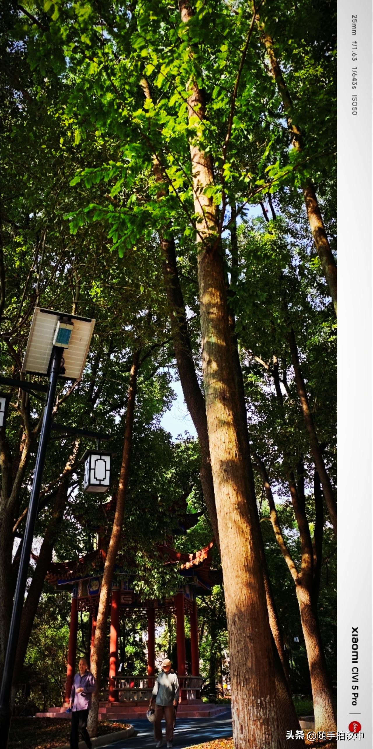 风掠过青绿的枝丫，吹来温柔裹着燥热。时光从容，一切都在慢慢生长，坐等风起，发点小