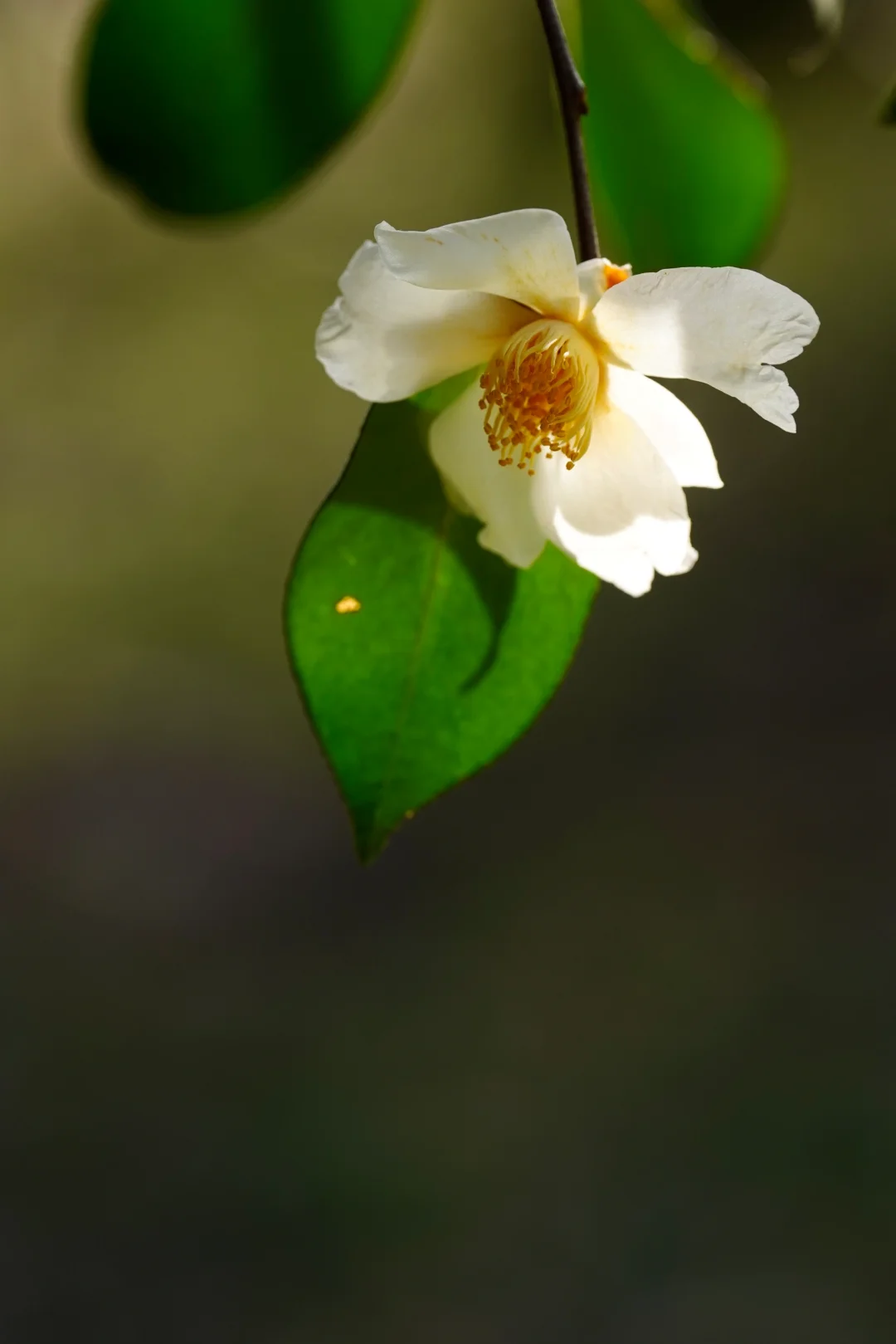 油茶花开（二）