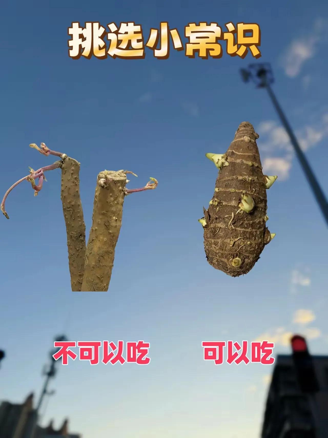生活小技巧，教你如何分辨可食用与不可食用食材生活挑选小妙招 生活的常识呢？ 分享