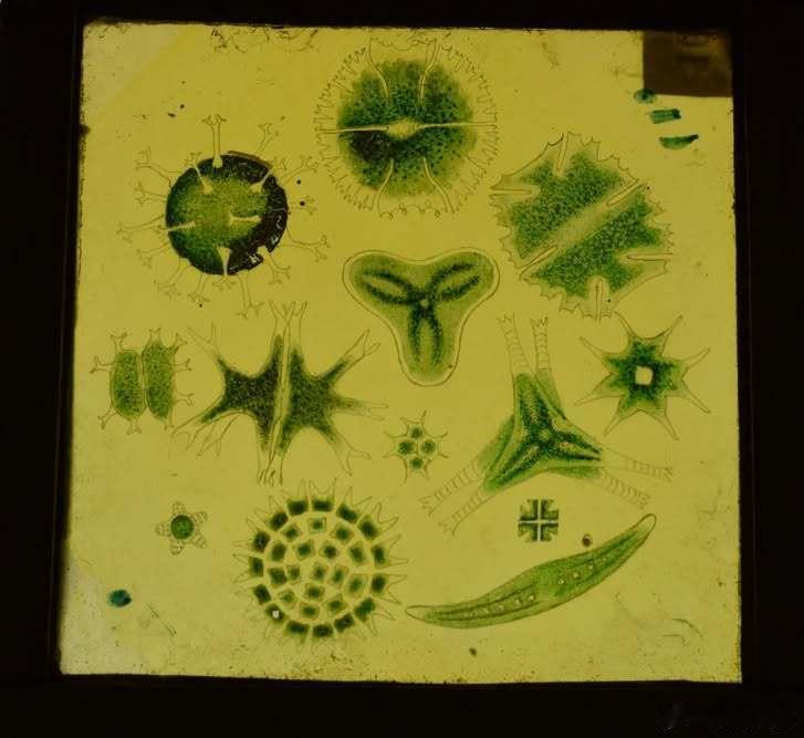 这套装于盒中的显微投影幻灯片由英国R.G.达林格牧师使用，约制于1880年，现藏