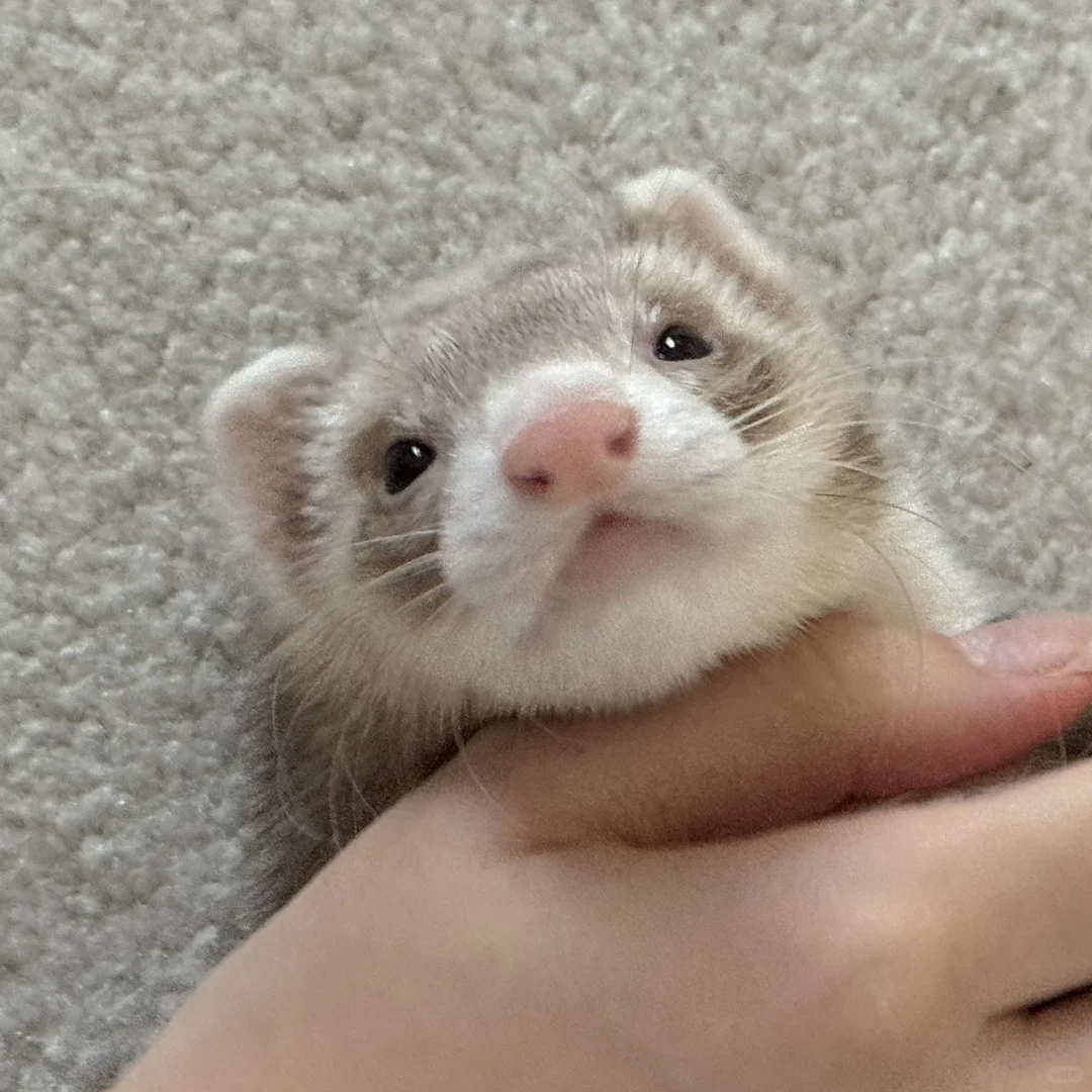还没有妈妈手大的小老鼠头🐭