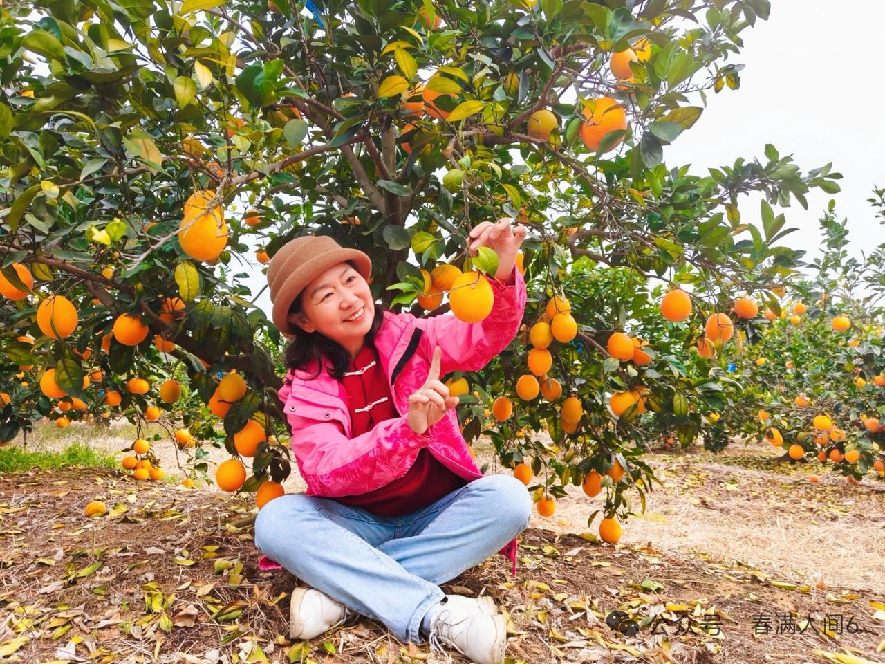 殿前欢·橘红醉秋
染秋山，
橘红灯笼挂枝弯。
风揉青涩成黄浅，
霜吻香漫。
瓤凝