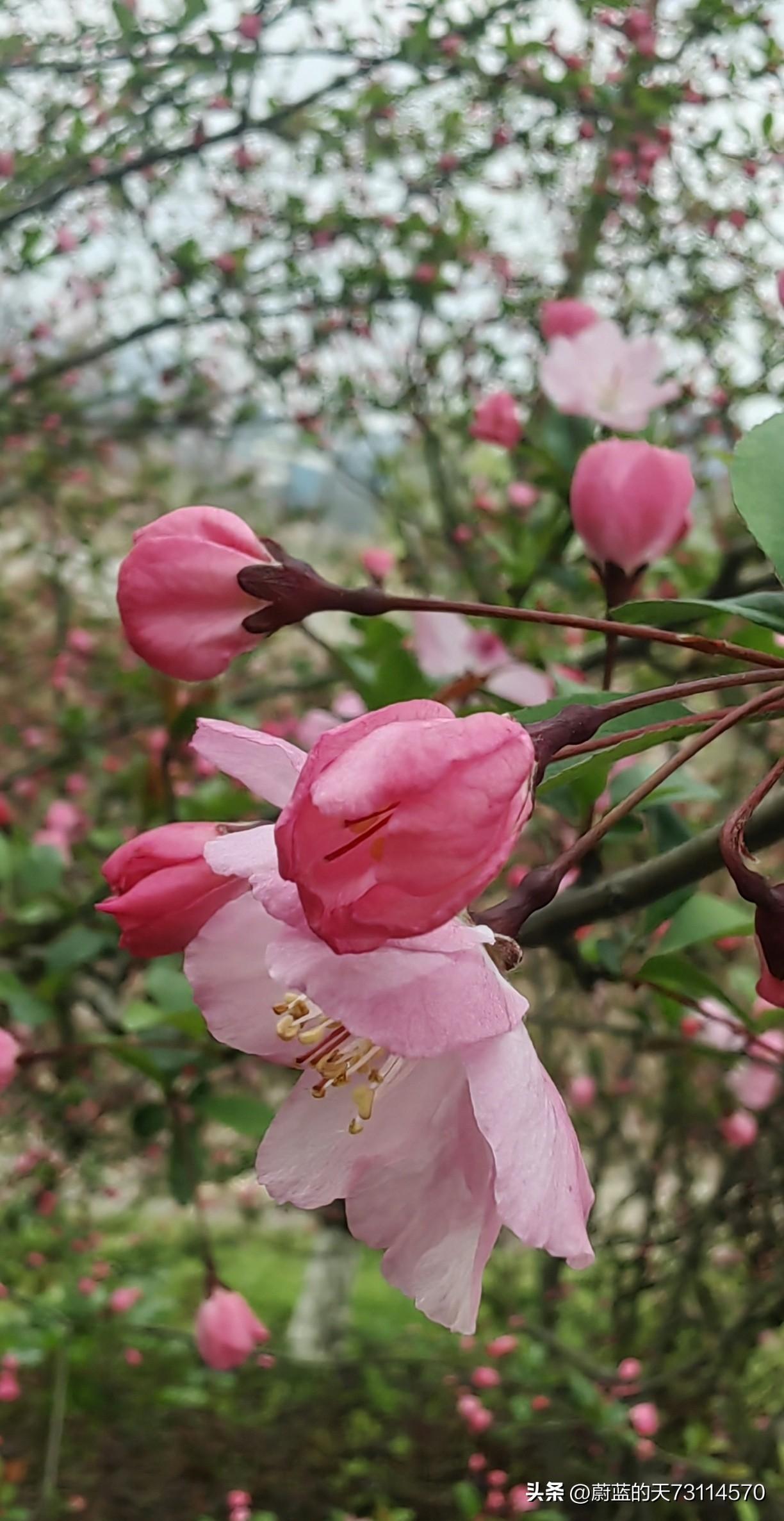 手机里那些花花草草的照片，宛如生活里的小确幸，每次翻到，心情都会随之变好。它们时
