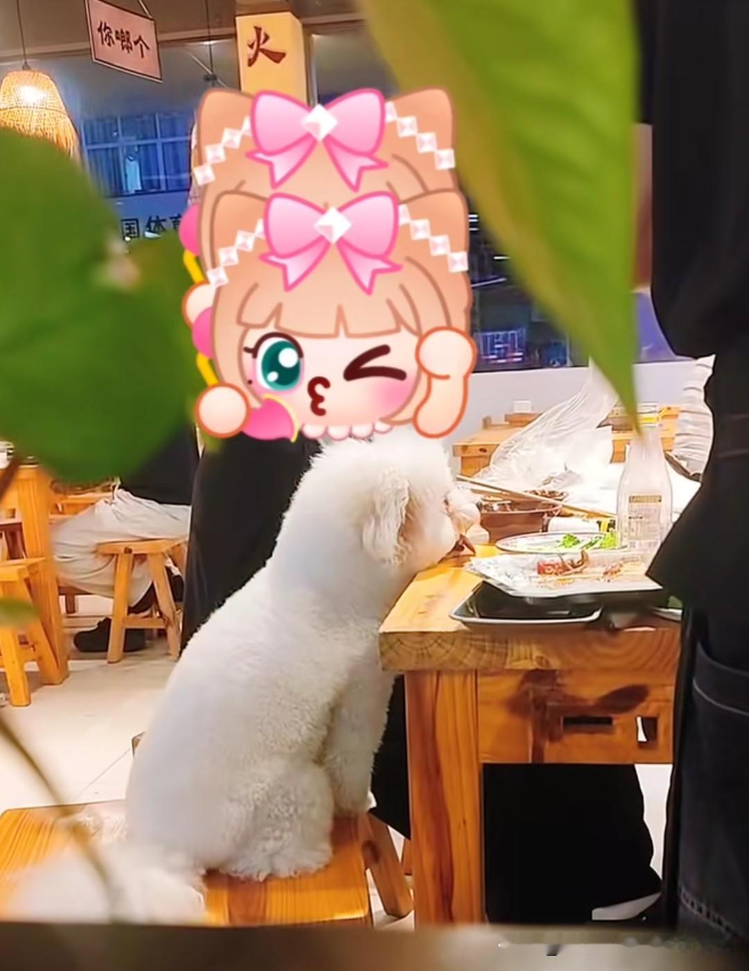 狗上桌到底有多恶心，看看这个你就无法容忍了。浙江嘉兴一饭店有顾客带狗进店堂食，狗