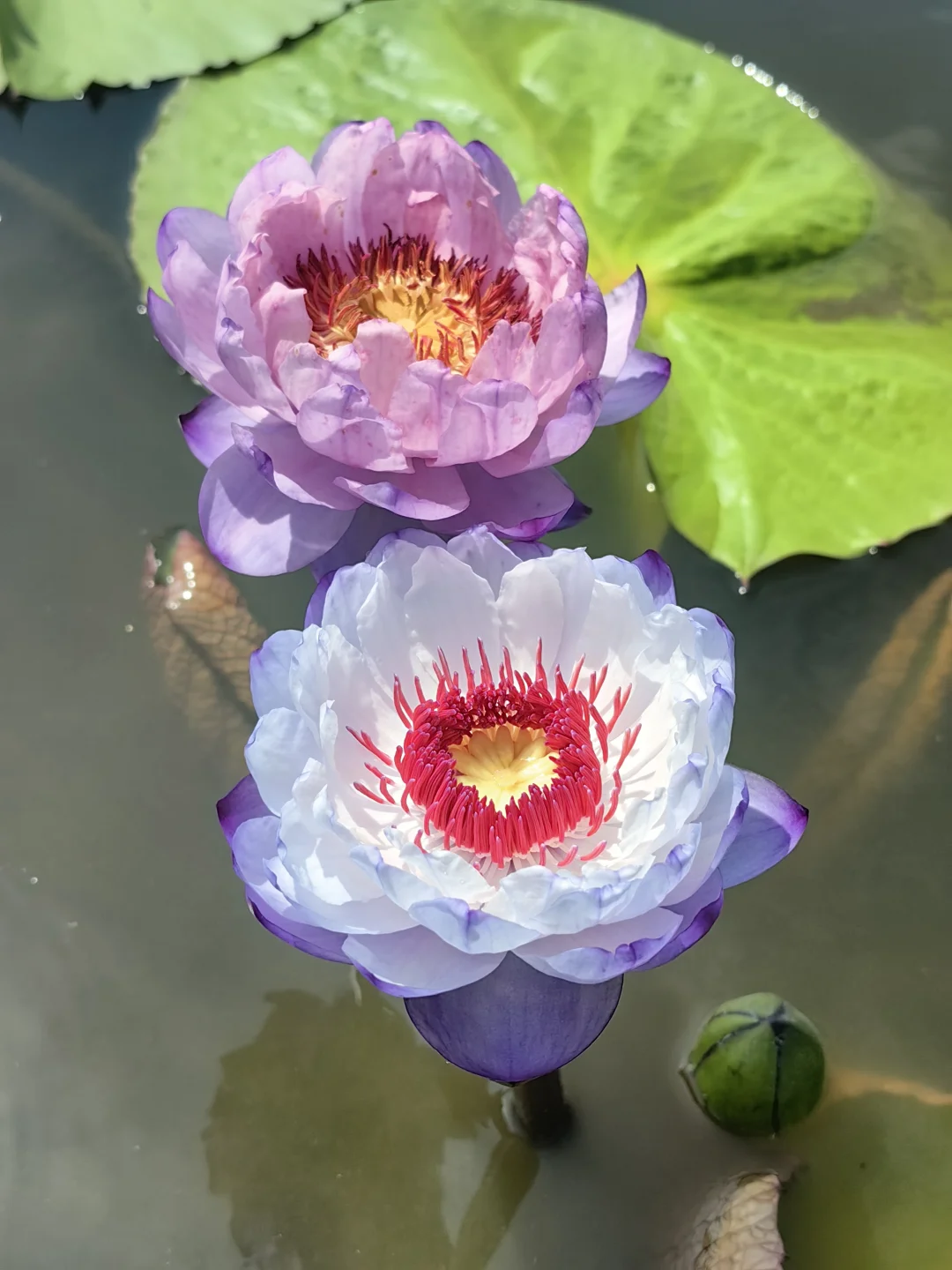 澳洲睡莲