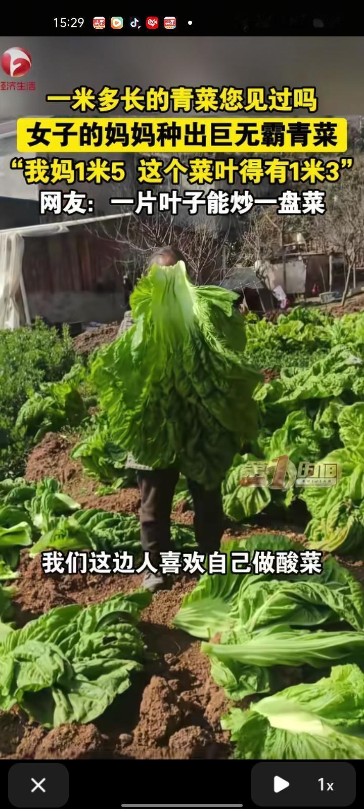 1月30日，四川雅安。常女士发视频称，妈妈种出了巨无霸青菜，菜叶有一米三，妈妈的