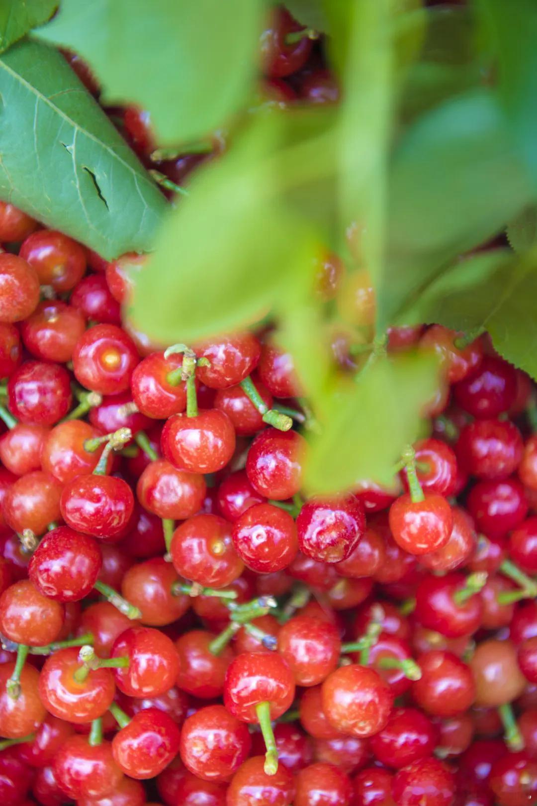 四川的恩桃 er 一熟，整个春天都变得在嘴里了🍒泸定杵坭村的 “中国红樱桃之乡