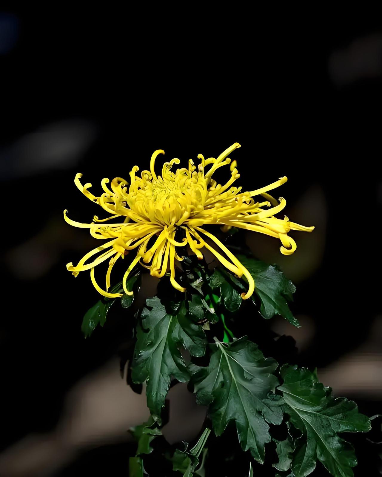 阵阵秋雨天已凉，
往事依稀锁心房，
阶前菊影摇清露，
……请友续句……？

上联