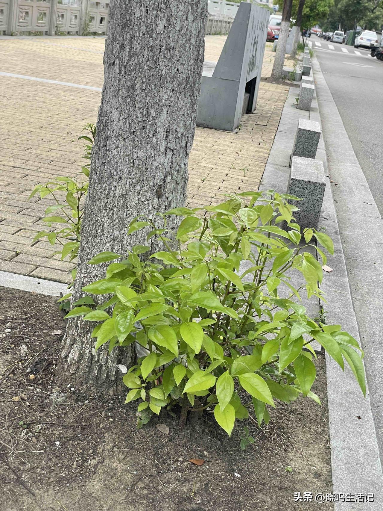 不懂就问，像这种小叔苗能移栽成功吗？