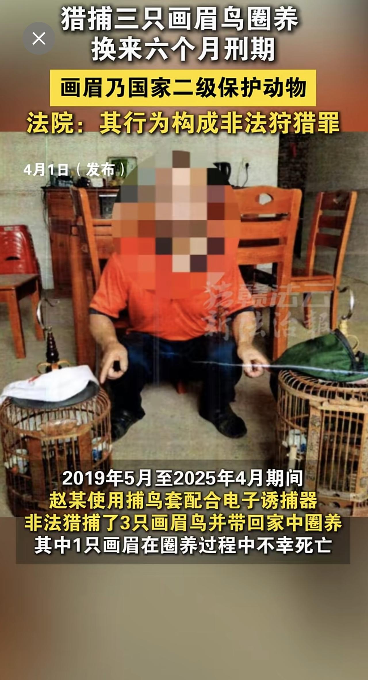 男子非法猎捕3只画眉鸟并带回家中圈养。画眉属国家二级重点保护野生动物。法院：其行