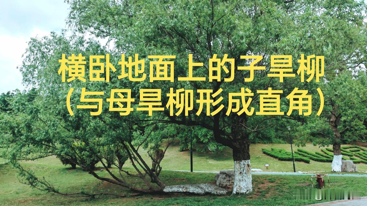 晒晒我的摄影作品威海市文登区峰山森林公园里，一棵被暴风刮倒的子旱柳横卧地面很多年