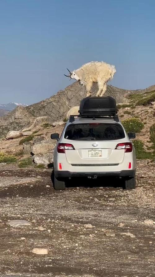 千里“运羊记”：爱与奇趣的归乡之旅

宁夏一女子为将心爱的羊带回黑龙江老家，竟把