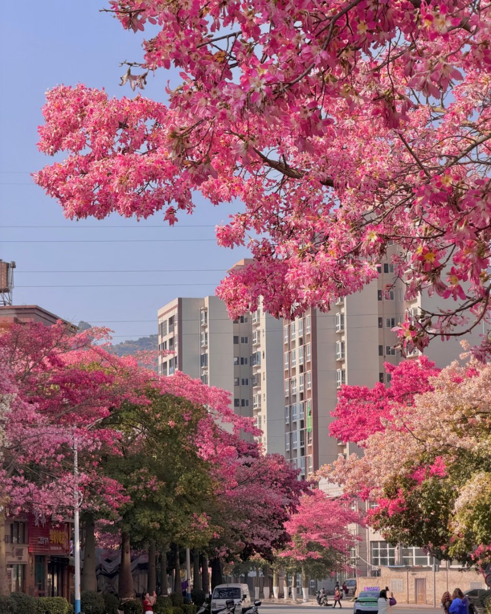攀枝花的春天是粉色的 
