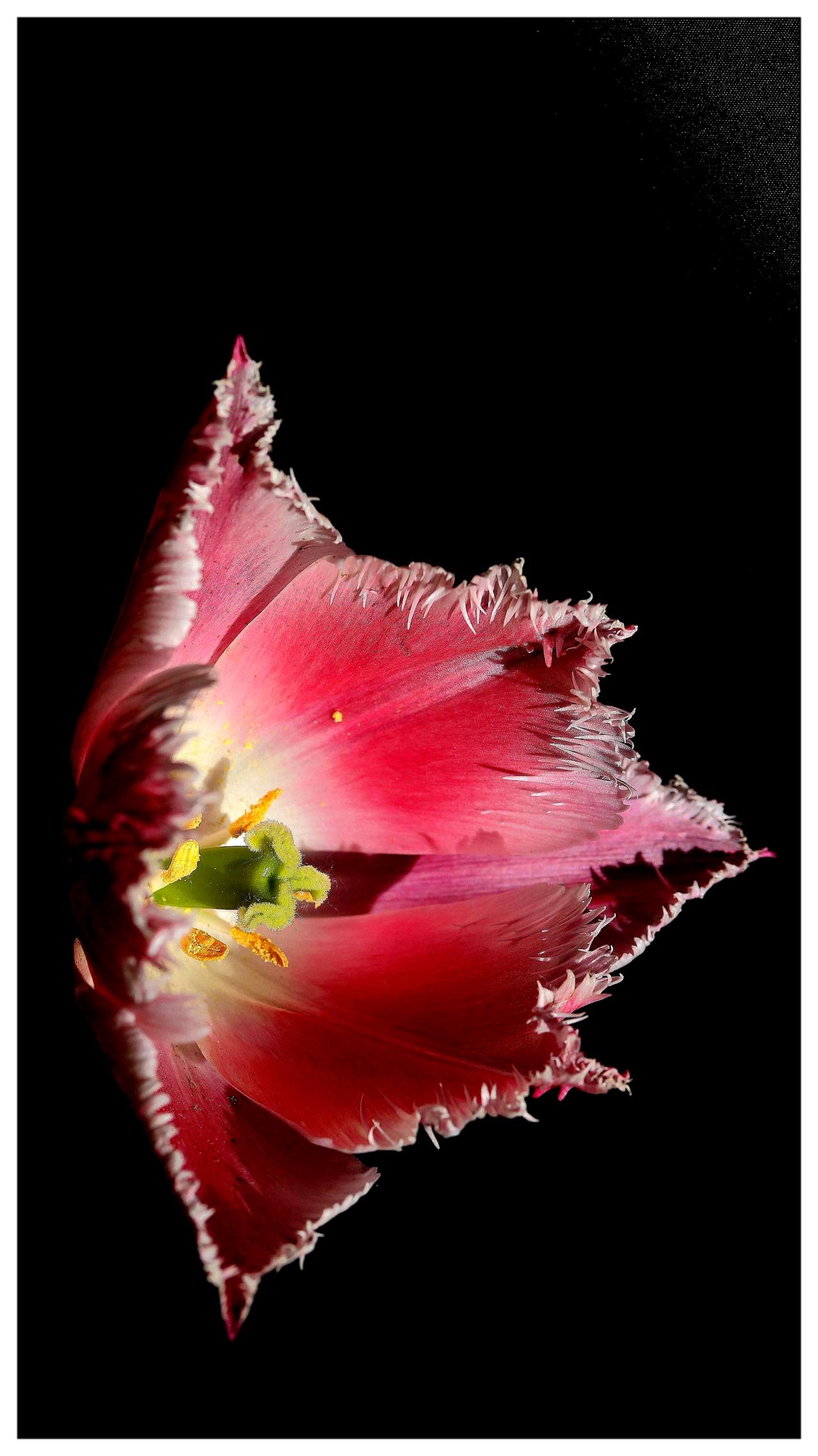 郁金香《蔡司镜头拍摄》