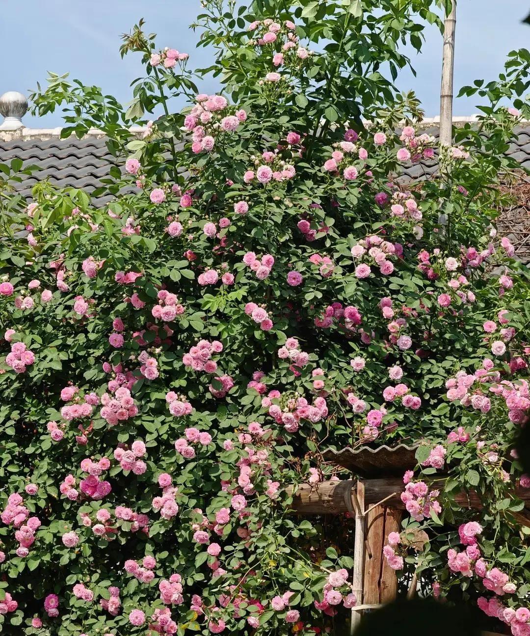 49岁怀双胞胎，全家吵到深夜
产检单上“妊娠高血压”五个字刚落，老公就拍板：不要