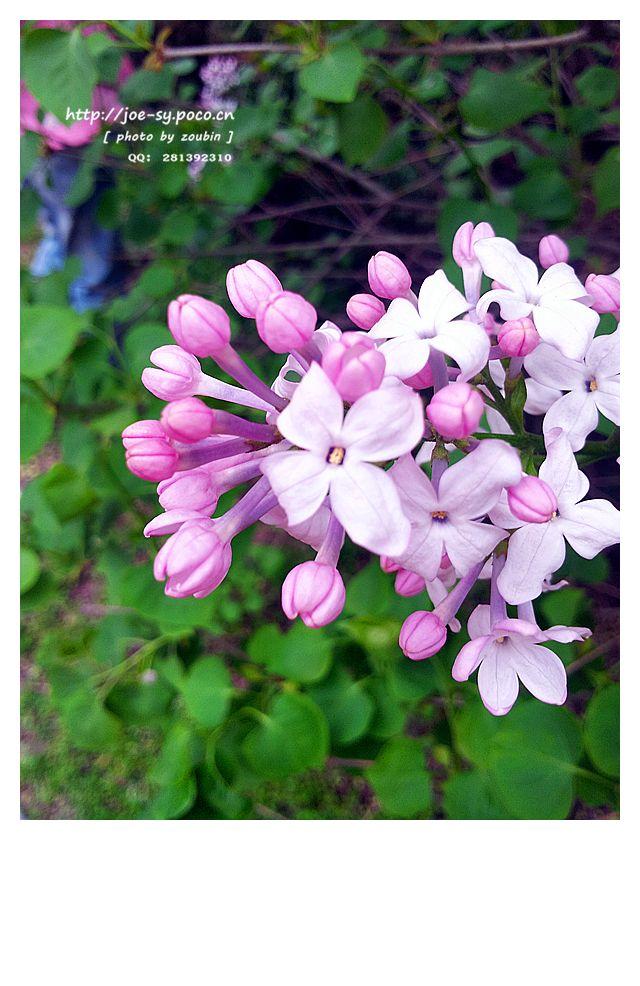 🌸风揉碎了春的信笺，粉紫是未说出口的呢喃💬。时光在花瓣上打了个结，留三分甜给