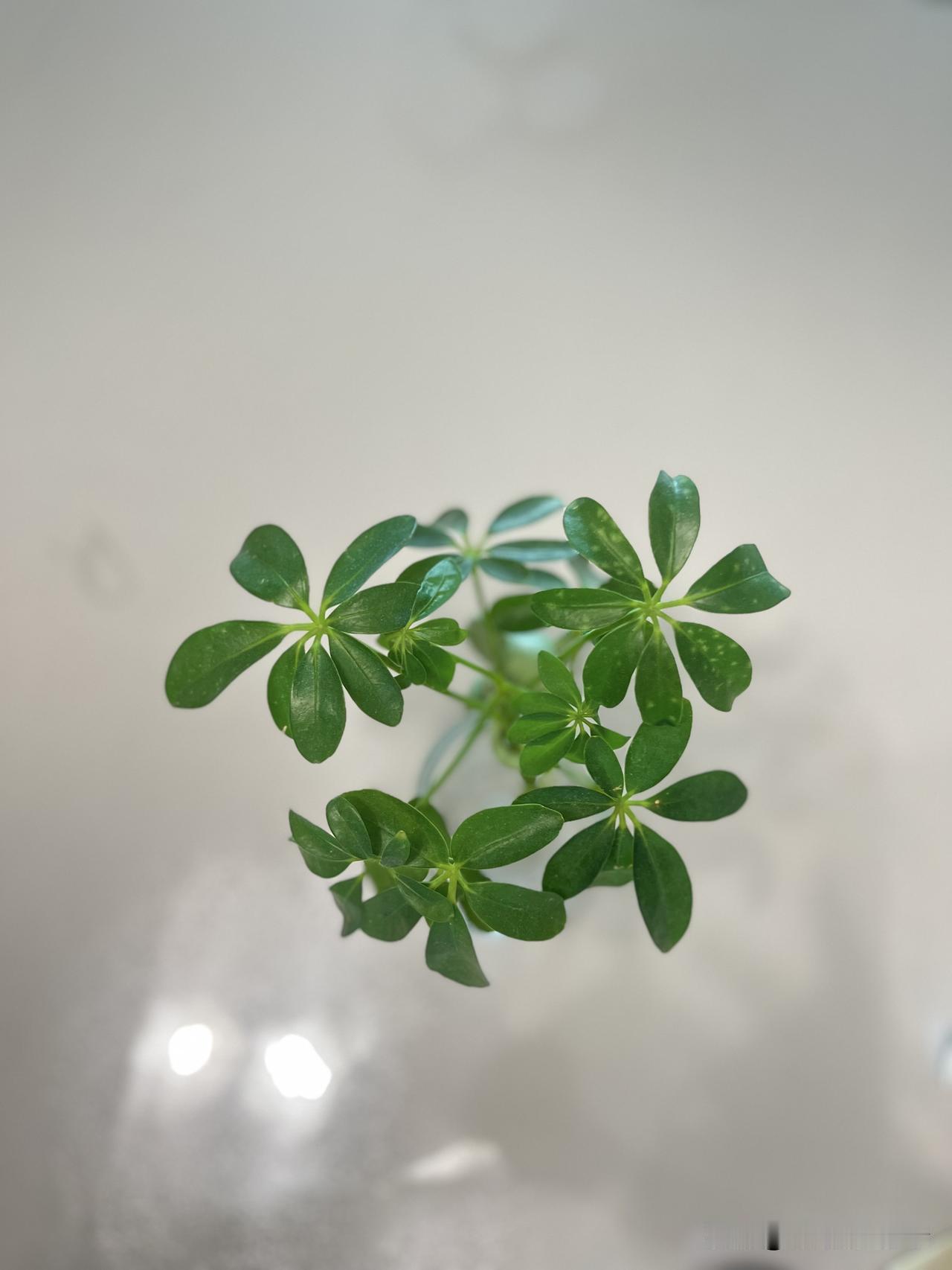 作家苏苓有段特别有哲理的话：“人哪，一定要缺点啥才能活到老。世界是一个大型培训机