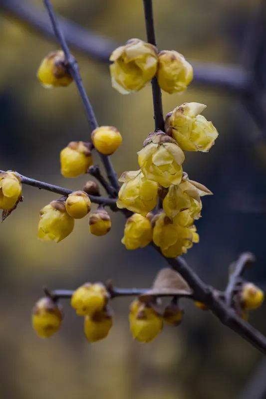 腊梅只在寒冬开，
严寒也难阻生机。[赞]