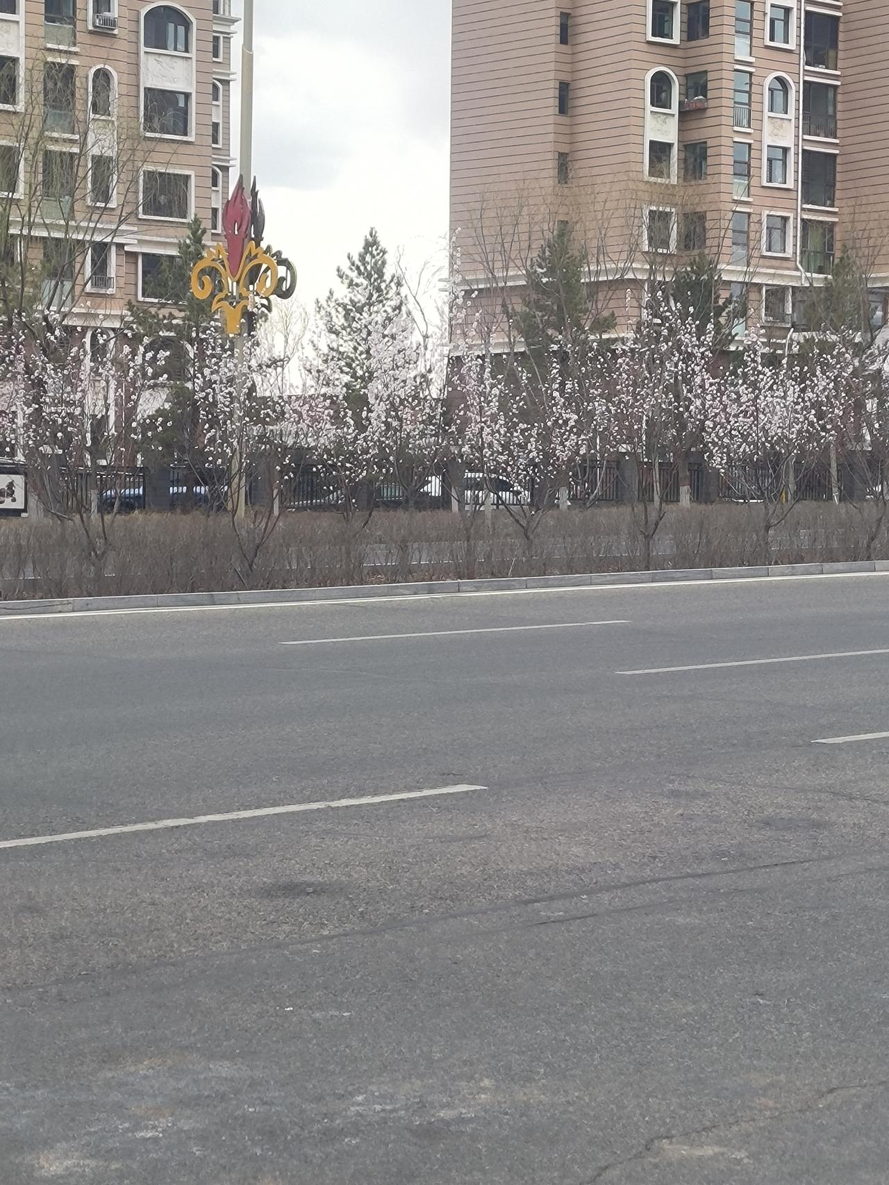 又到一年桃花开。清明即将到来，二月清明遍地青，果真，时序刚刚踏入二月，桃花杏花已