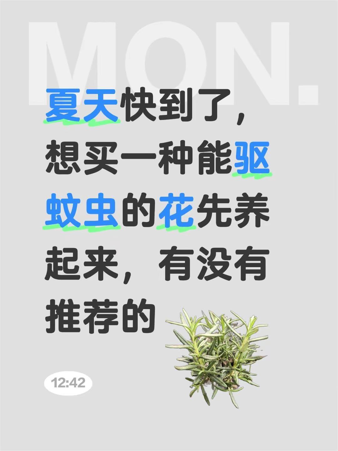 推荐一块能驱蚊虫好养的花。夏天快到了，想买一种能驱蚊虫的花先养起来，有没有推荐的