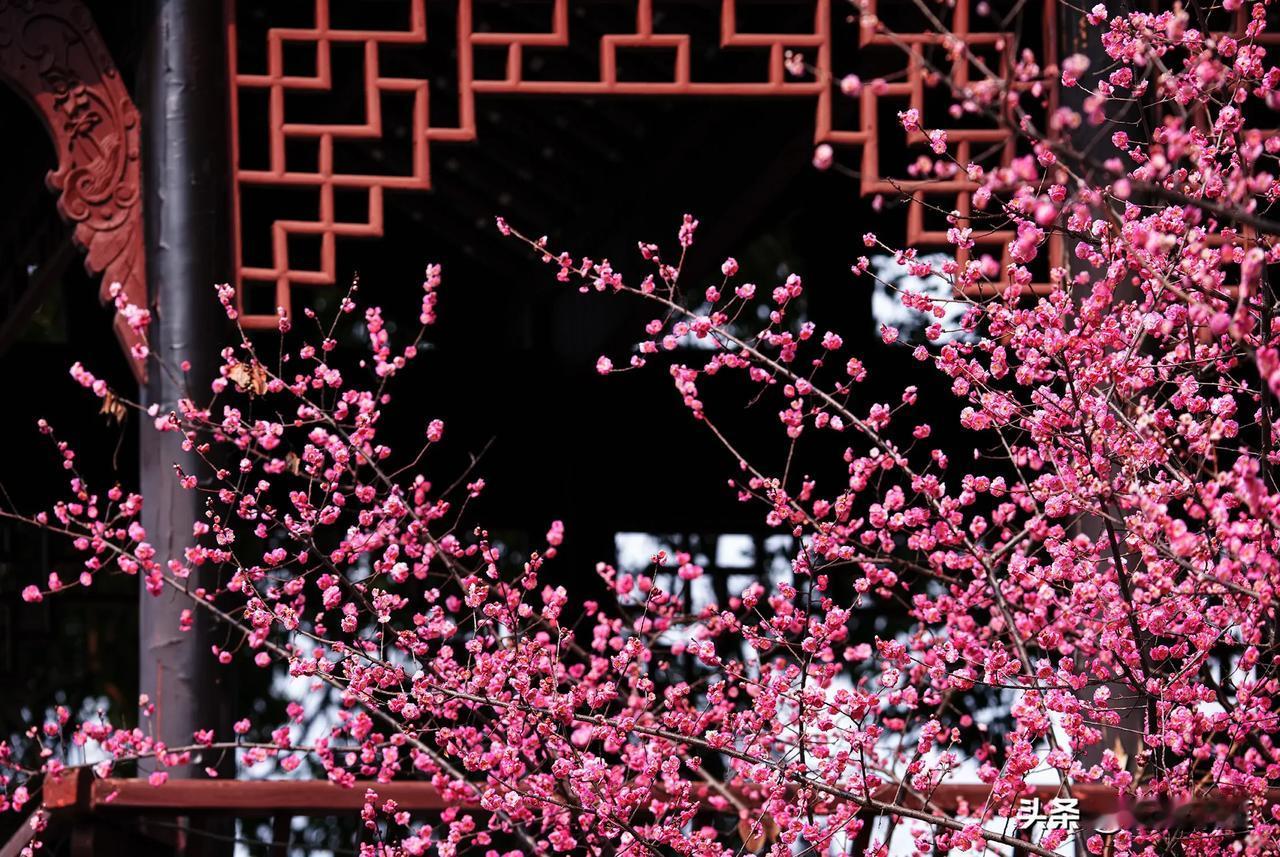 升庵故里喜逢春，新都桂湖赏红梅——汉宫娇额涂黄，风流早露春消息。铅华莹雪，冰肌照