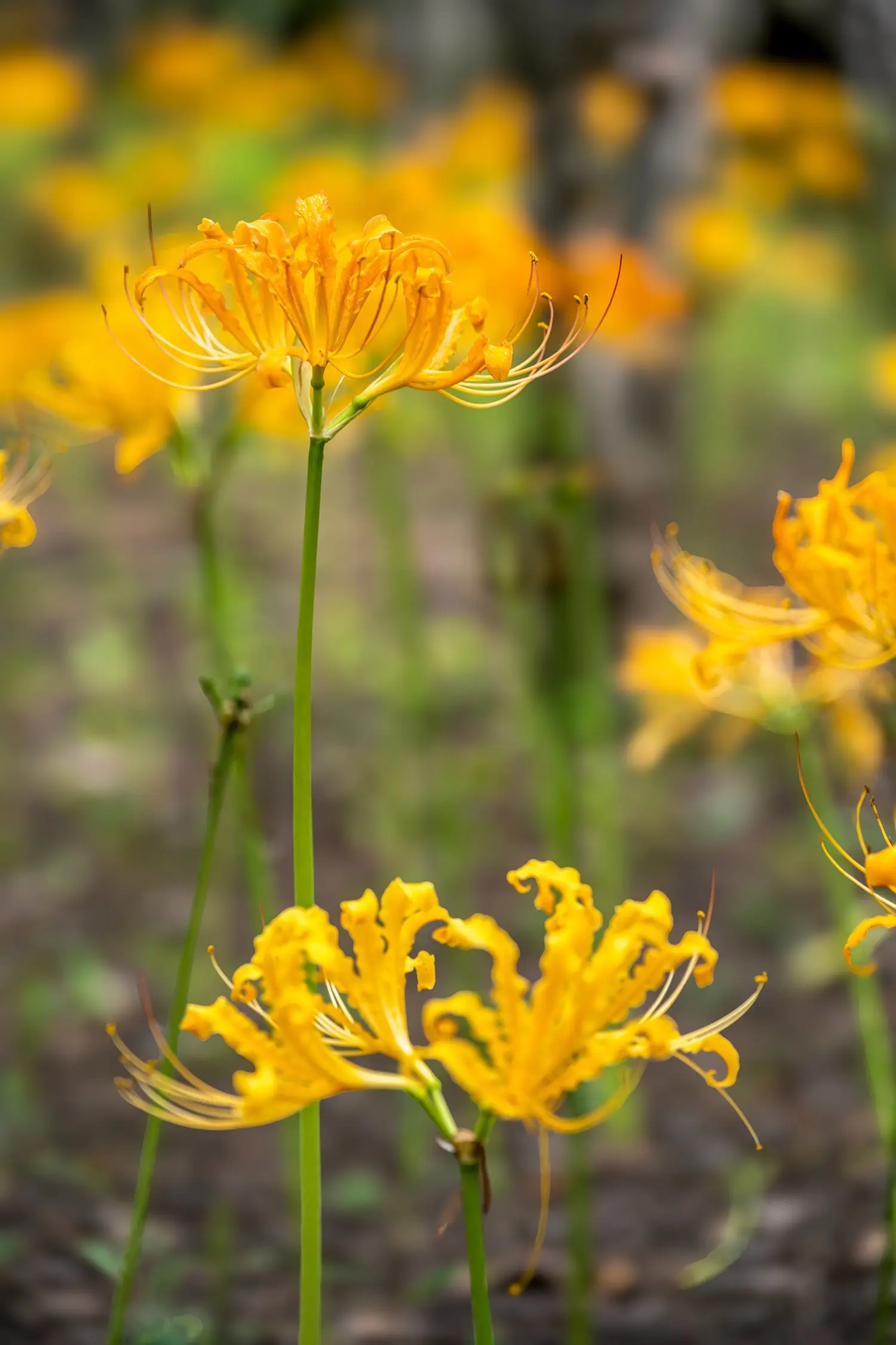 原来这就是传说中被诅咒的花。我在郑州植物园拍到了金色彼岸花！ 花叶永不...